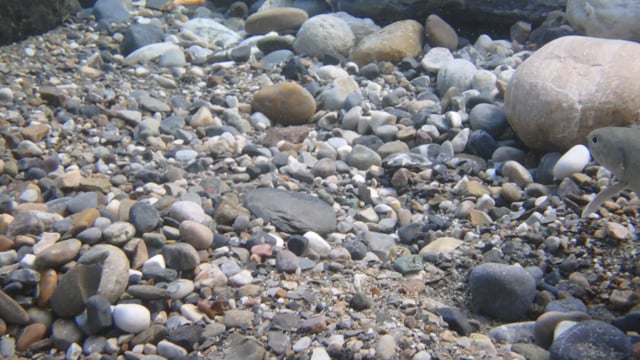 Trout spawning in restored river