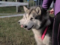 Kivo kempentrail sledenhonden vimeo