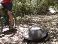Galapagos terrestre