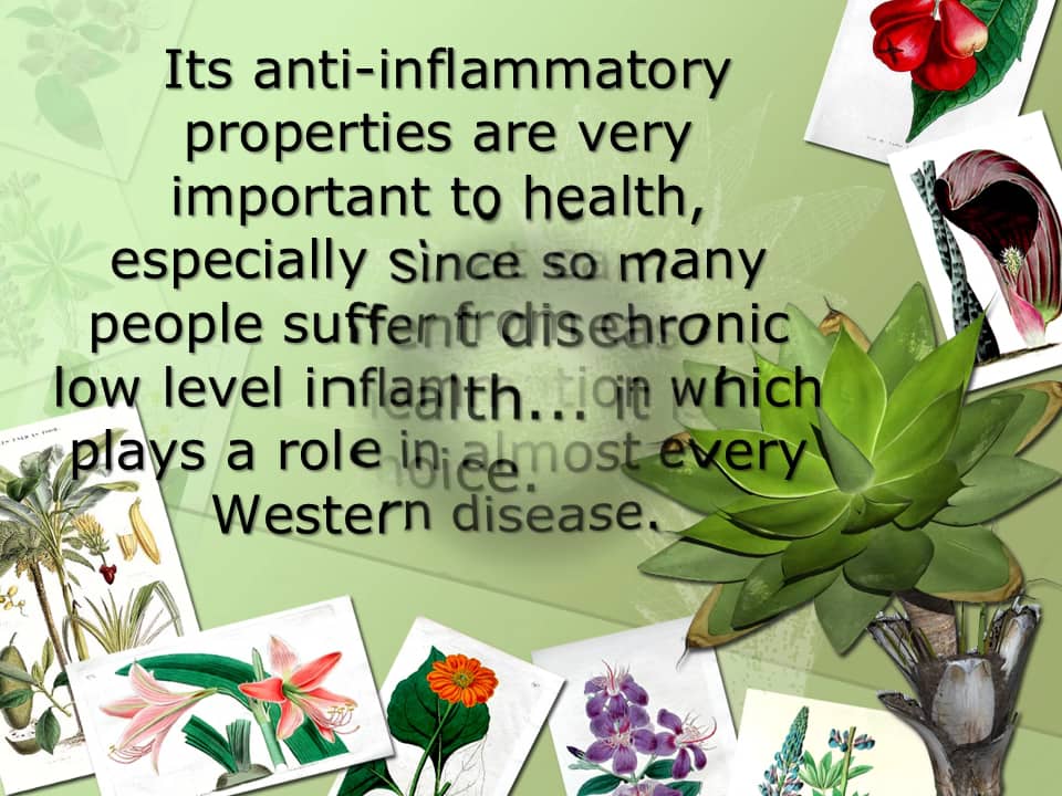 Why take Turmeric Curcumin as a Supplement on Vimeo