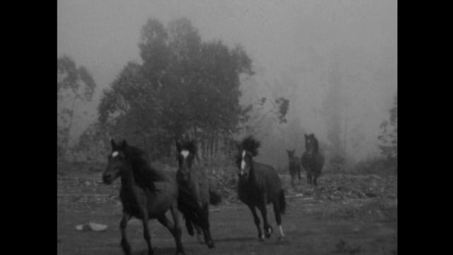 Trailer Rapa das Bestas