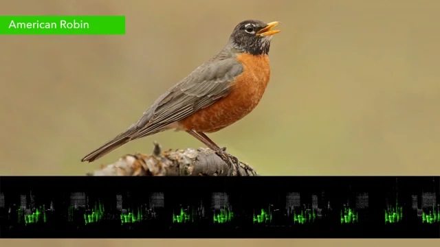 Species Spotlight: American Robin