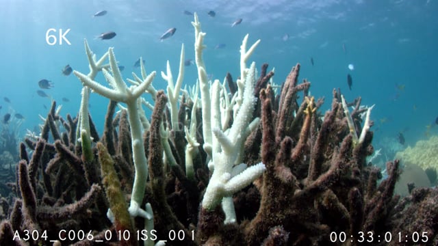 Coral Bleaching Vlasoff Cay 2017 6K
