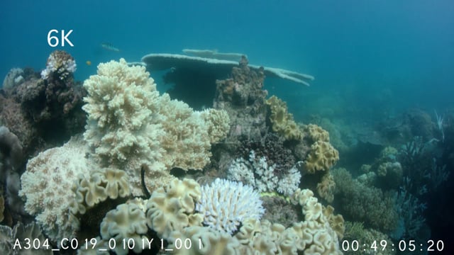 Coral Bleaching Vlasoff Cay 2017 6K 2