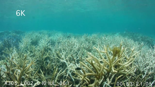 Coral Bleaching Pixie Reef 2017 6K