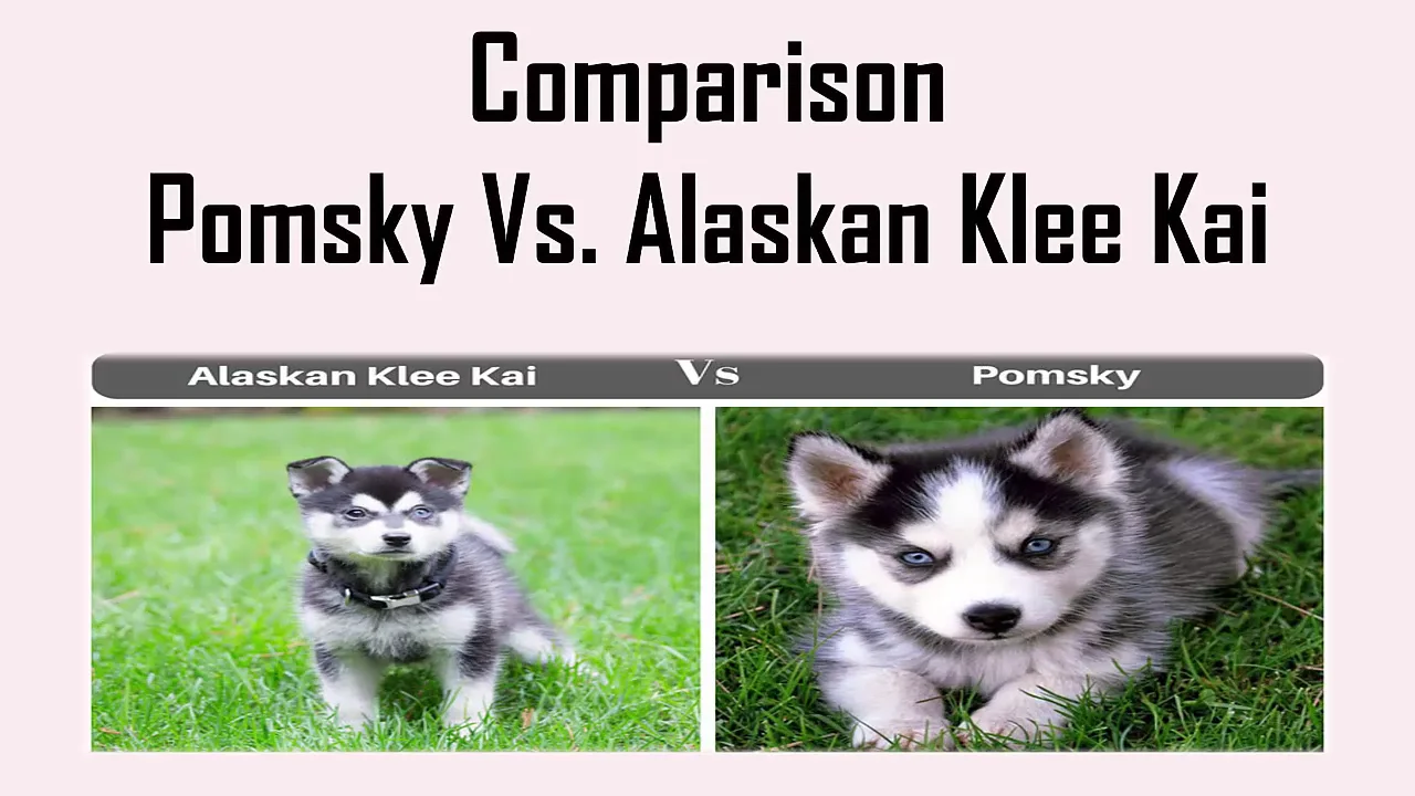 Breed Spotlight: The Alaskan Klee Kai! - Wags & Wiggles