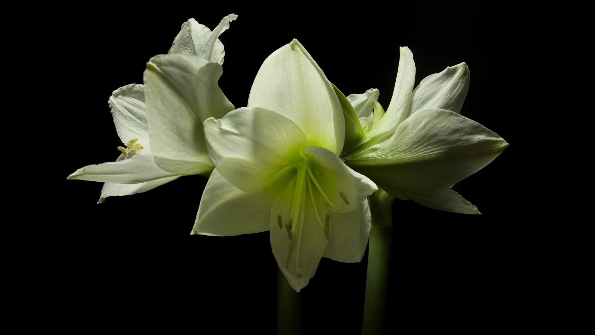 3D Cotton Flower Bloom on Vimeo