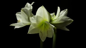 A Feast for the Senses