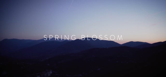 spring blossom // bakewell