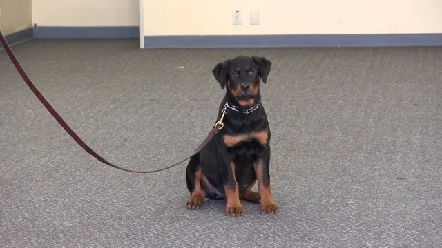 Week Old Rottweiler Puppy | ppgbbe.intranet.biologia.ufrj.br