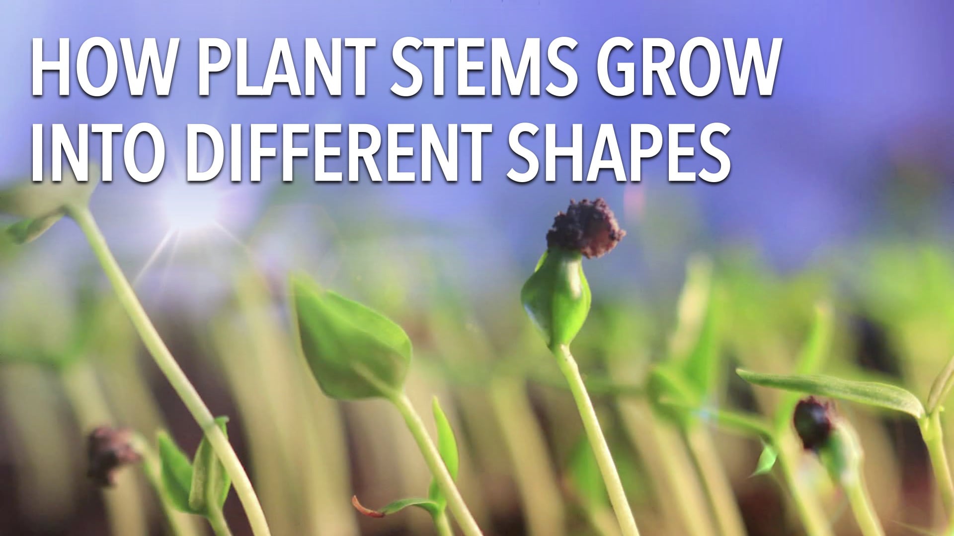 How plant stems grow into different shapes