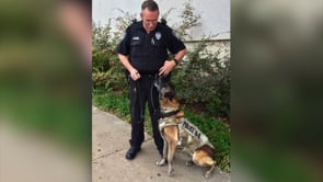 Viper the Police Dog Retires