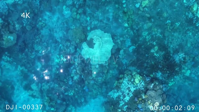 Aerial - Coral bleaching 2017 4K