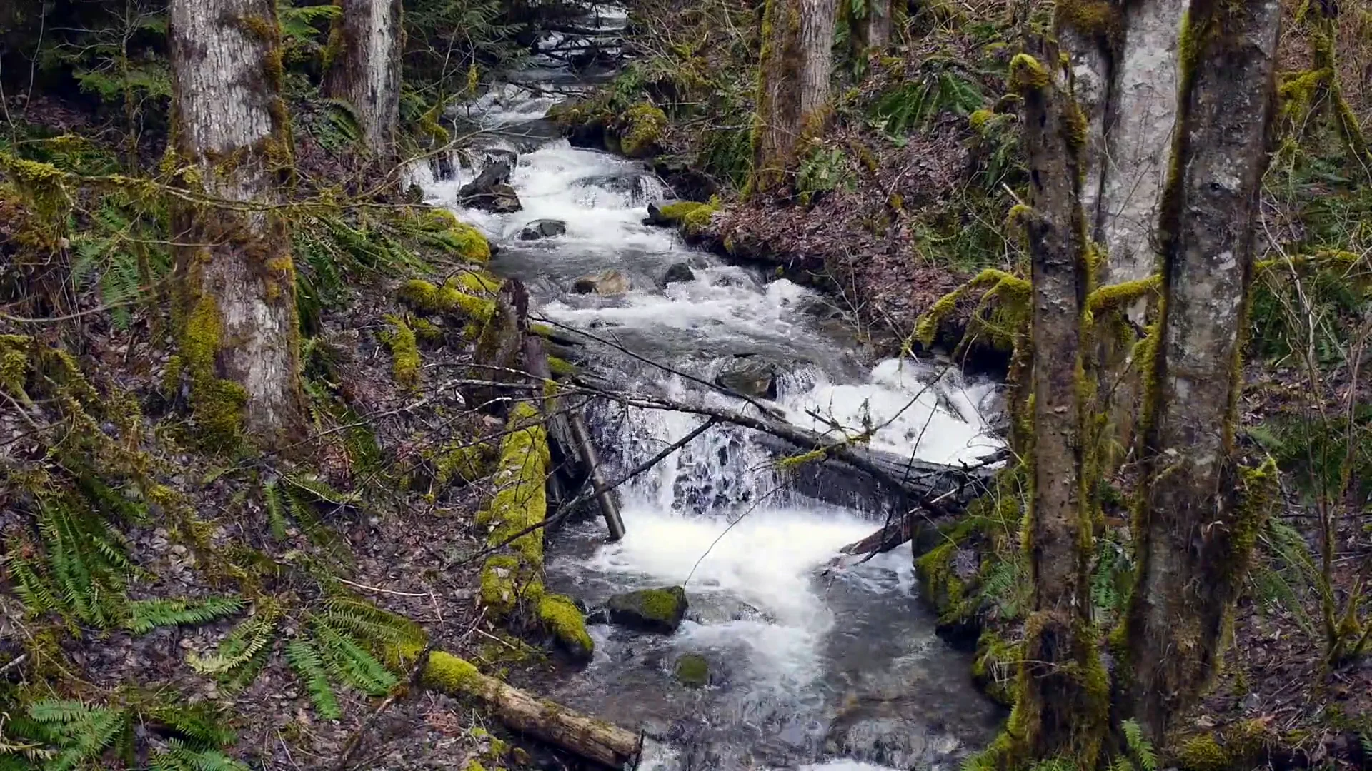 BC Video Library Chilliwack River and Feeder Creeks, Chilliwack