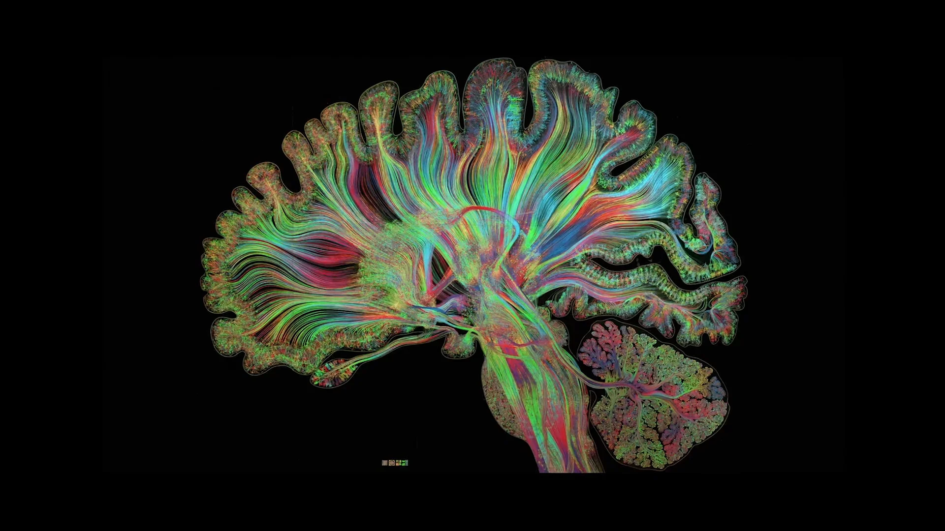 An Intricate Cross-Section of the Brain Depicted With Thousands of