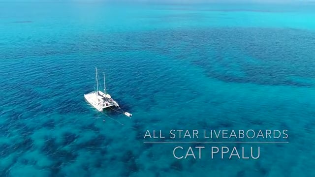 Cat Ppalu - Bahamas