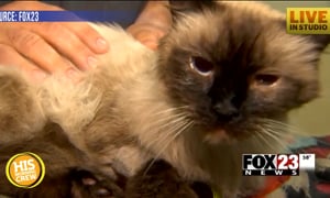 Cat Named Fuego Saved From Fire