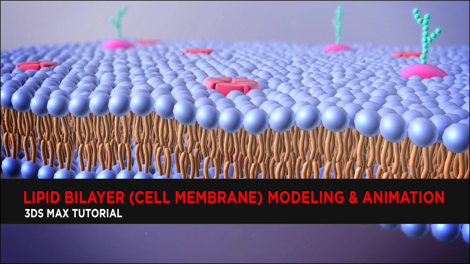 cell membrane bilayer