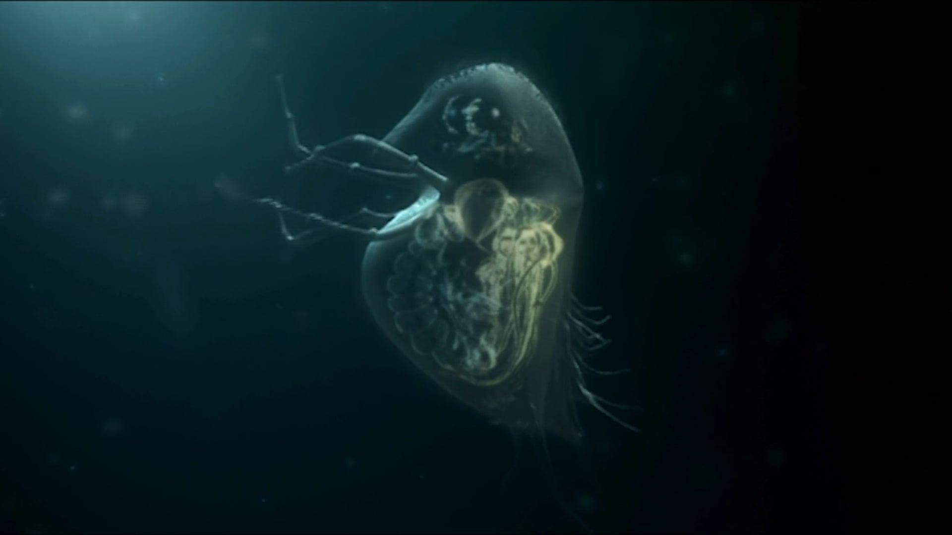 Water Fleas | Toyota