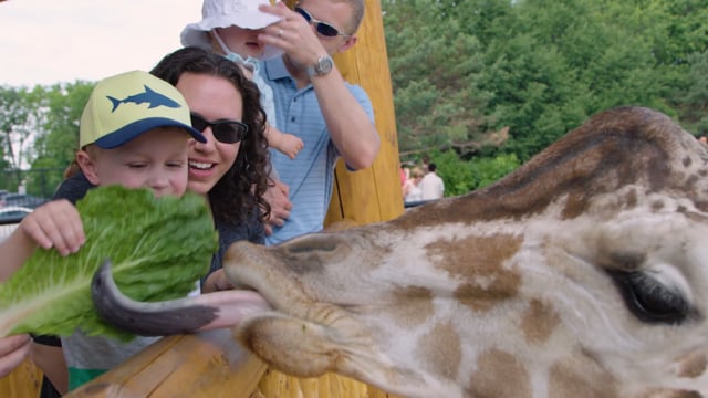 Related Embedded Video Item Thumbnail