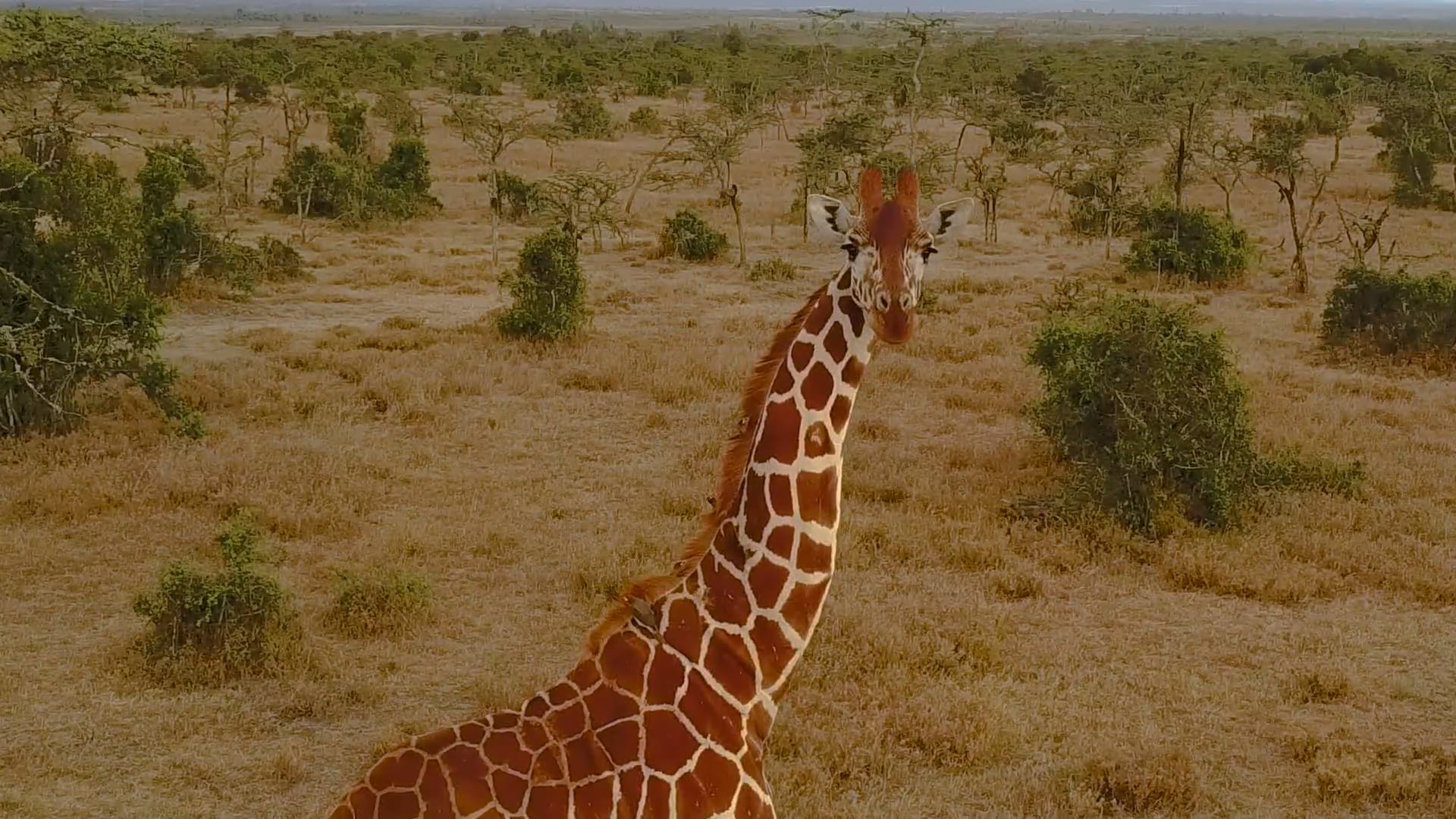 THE AFRICA JOB | DJI Mavic Pro | Drone Footage Montage | 2017