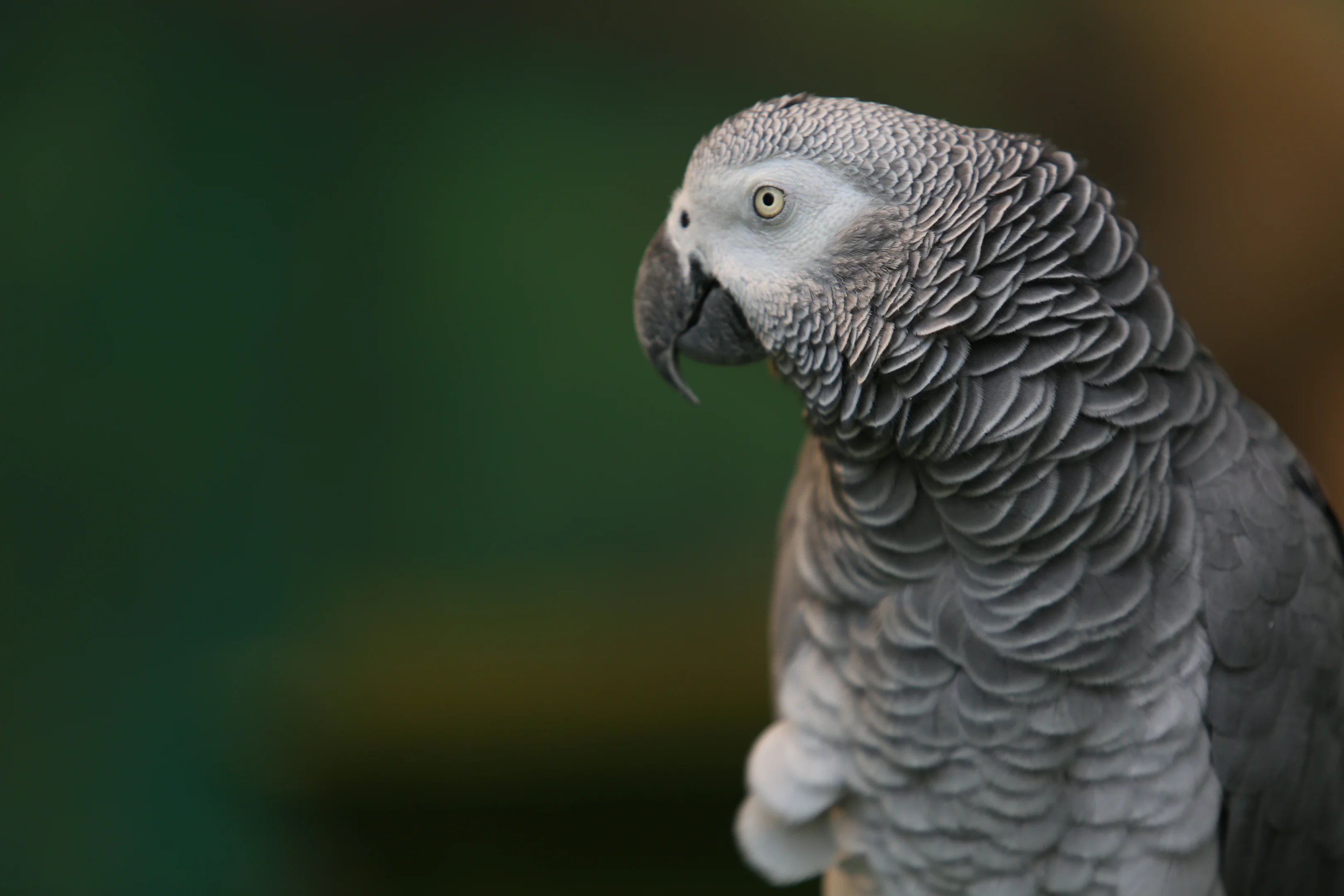 Einstein deals the parrot