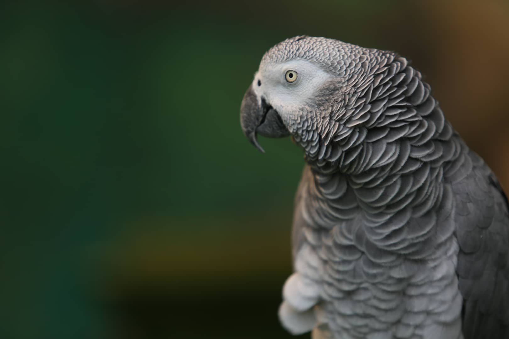 happy-hatch-day-to-einstein-zoo-knoxville-s-beloved-african-grey