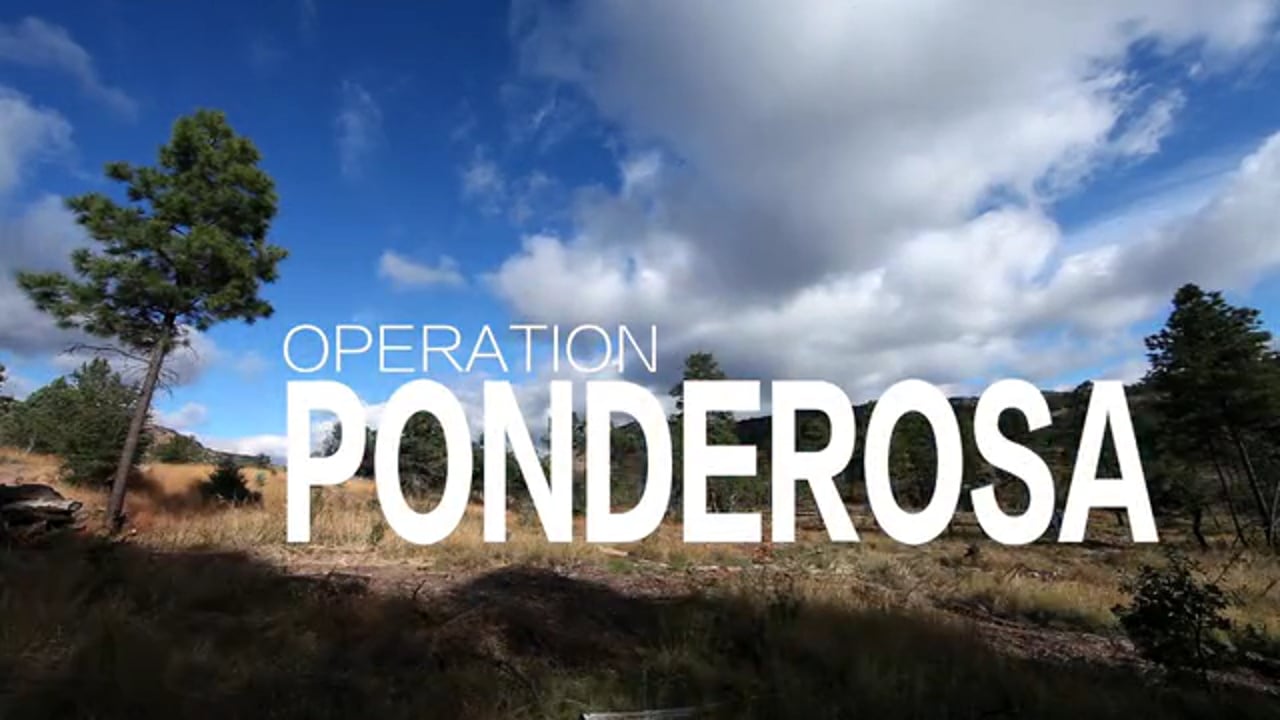 Ponderosa Pines