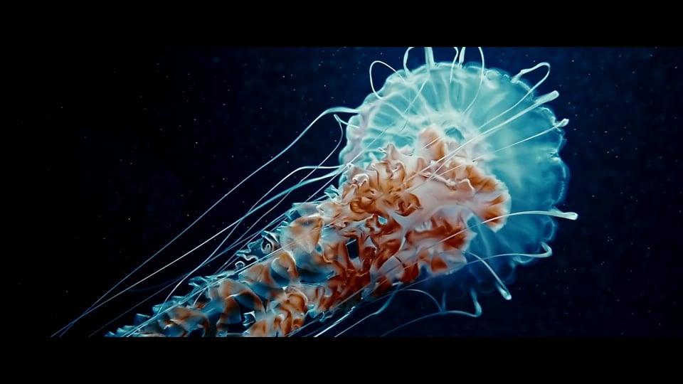 Endless Gravity