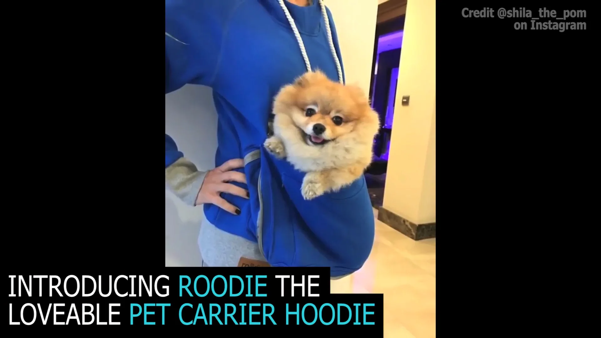 Roodie 2024 pet hoodie