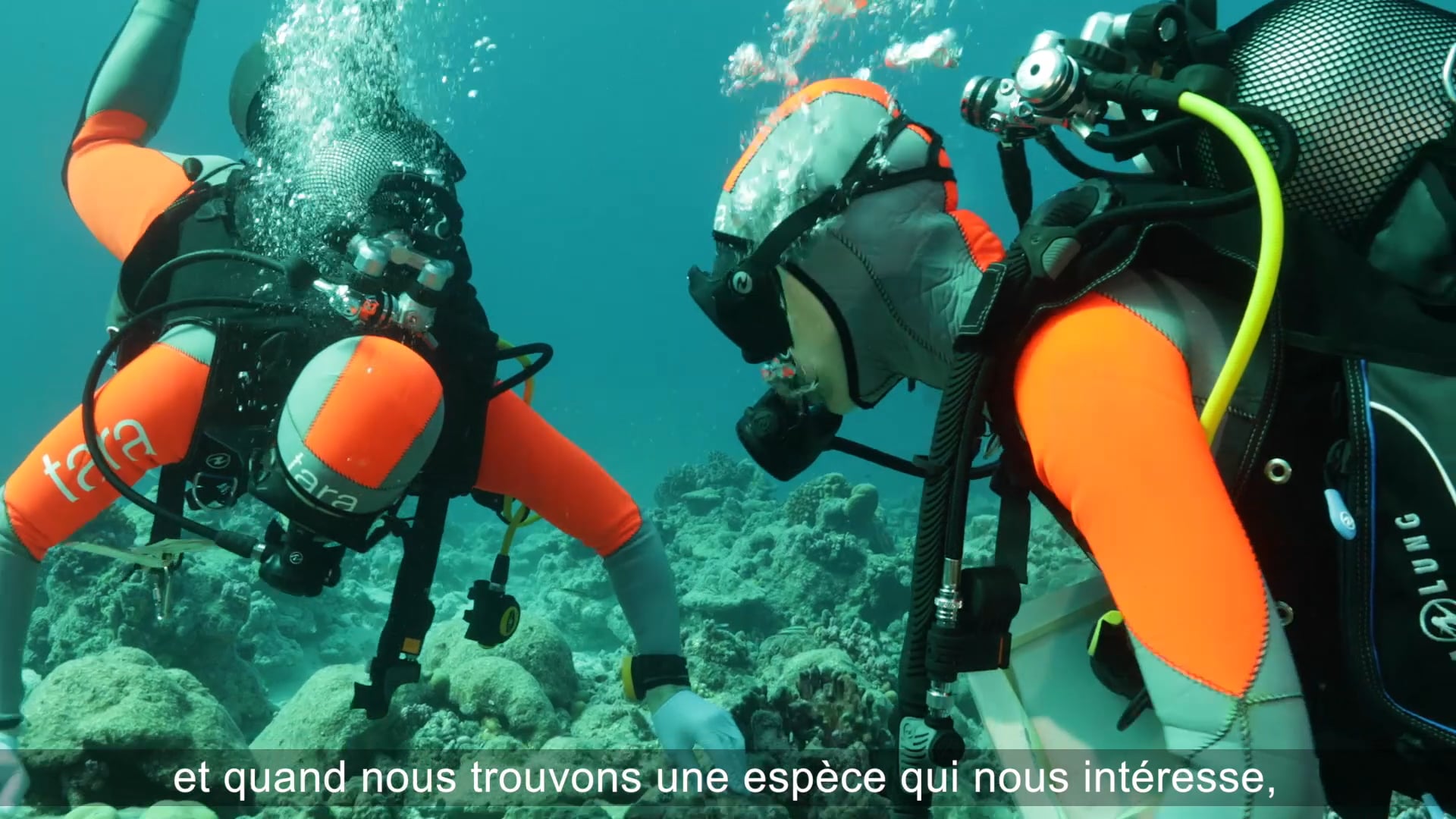 Tara Expeditions