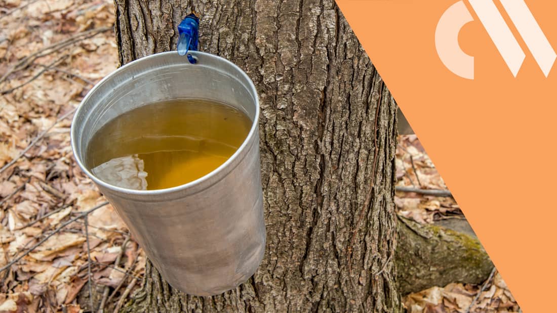 Maple Syrup Enhances Antibiotics Research Chemistry World