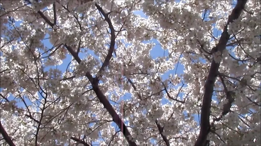 spring break ♥♥ on Vimeo