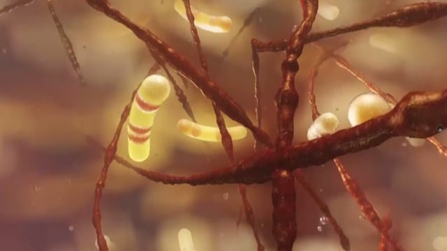 360 Bacteria - 