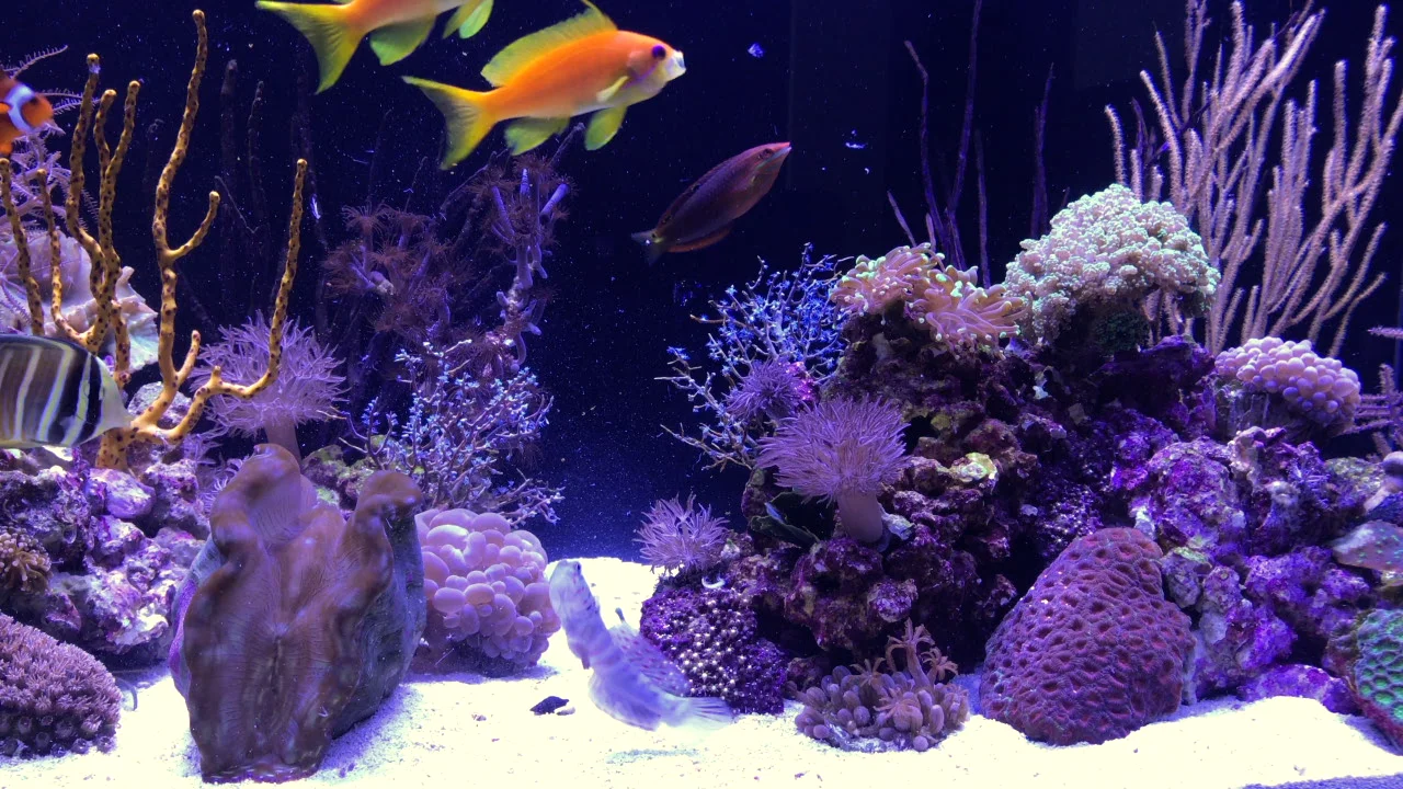Orbit Marine IC LED with APP Bluetooth Control 72