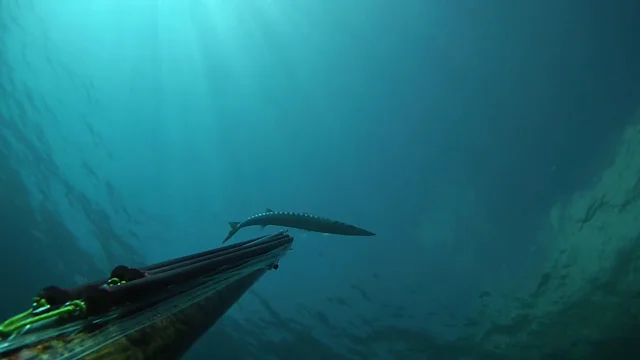 Dorade - Loup & Barracuda Dans 2m d'eau - Chasse sous marine 2020 