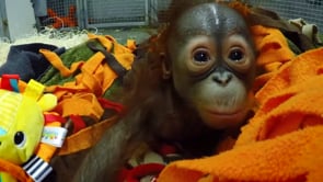 Step into the Wild - Baby Orangutan Handling