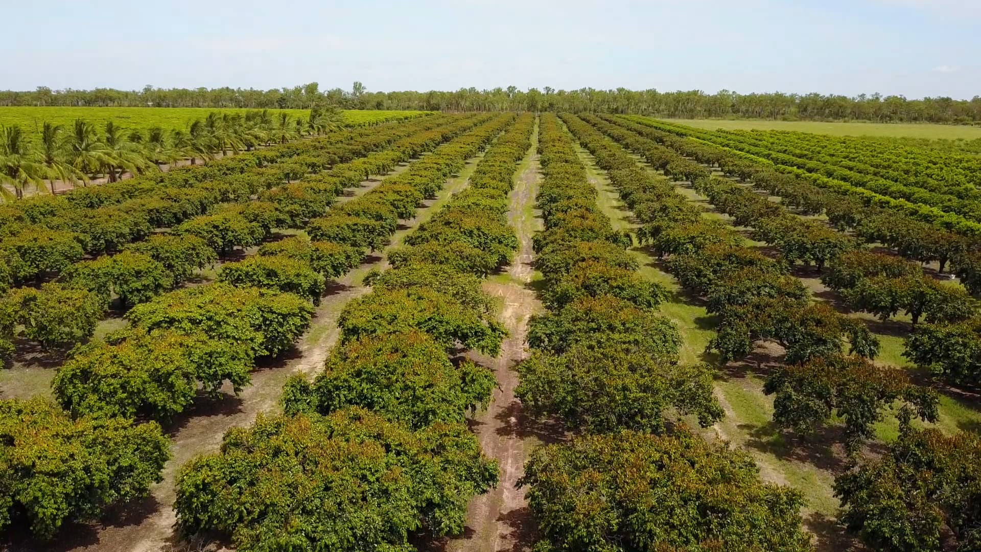 Fruit Farm for Sale Darwin NT AUSTRALIA on Vimeo