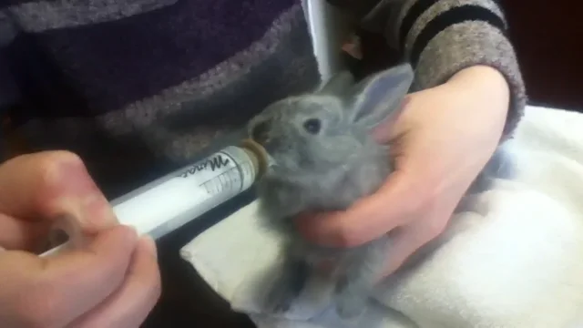 bottle feeding a rabbit