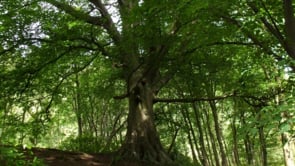 Loch Ness Film Festival