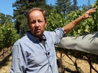 wine article Steve Matthiasson on Napa Valley Cabernet Sauvignon