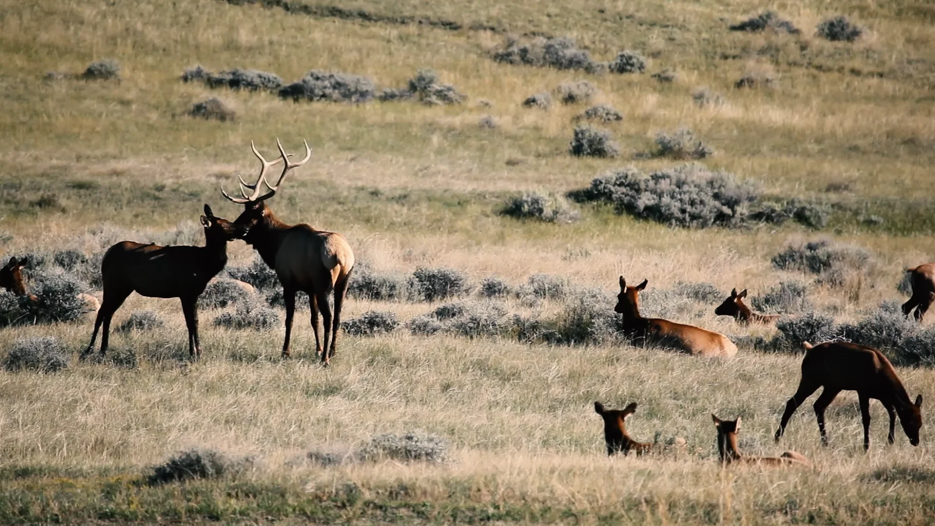 This IS Hunting #5 on Vimeo