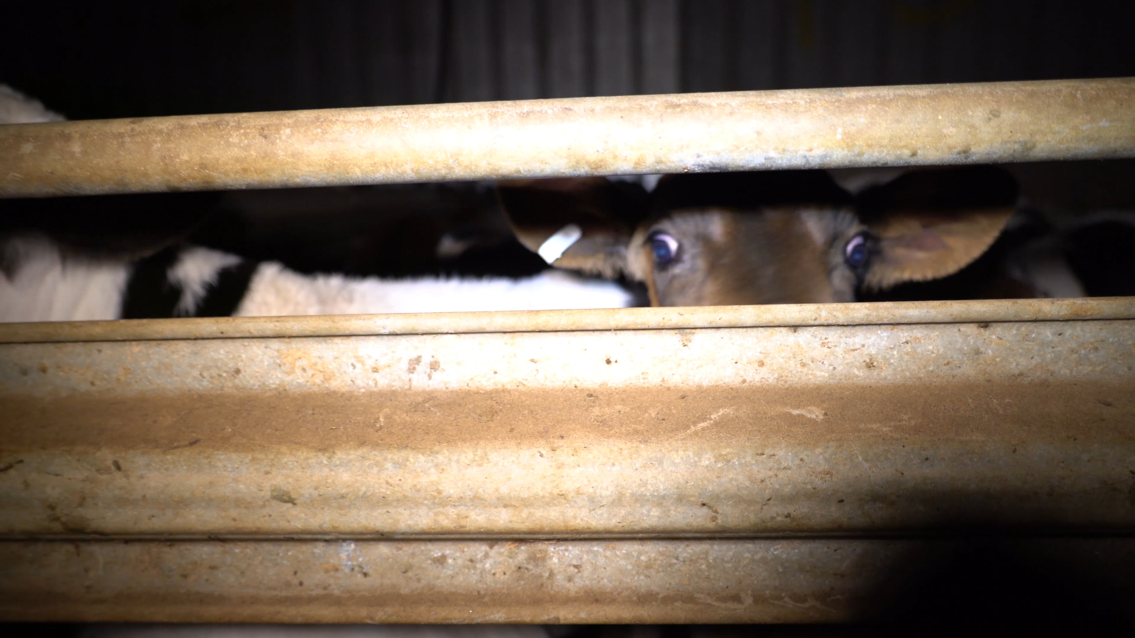 Calves in holding pens at Cressy Abattoir TAS on Vimeo