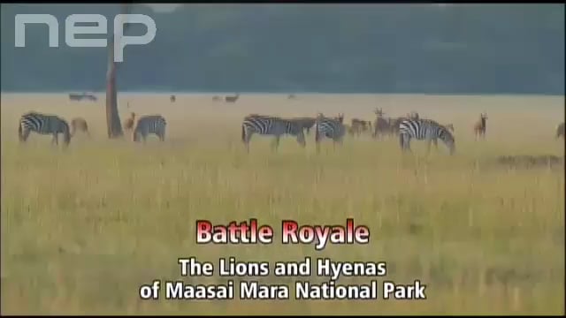 640px x 360px - Battle Royale: The Lions and Hyenas of Maasai Mara National Park - Trailer  [640 x 360] on Vimeo