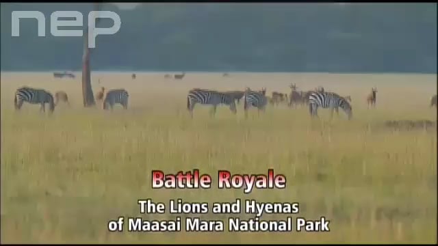 Gid Nep Xxx Video - Battle Royale: The Lions and Hyenas of Maasai Mara National Park - Trailer  [640 x 360] on Vimeo