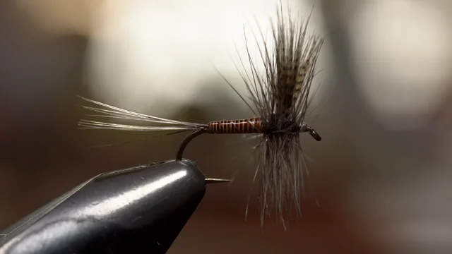 Carp Fly Fishing and Flies with Paul Beel from Frankefly (WFS 129