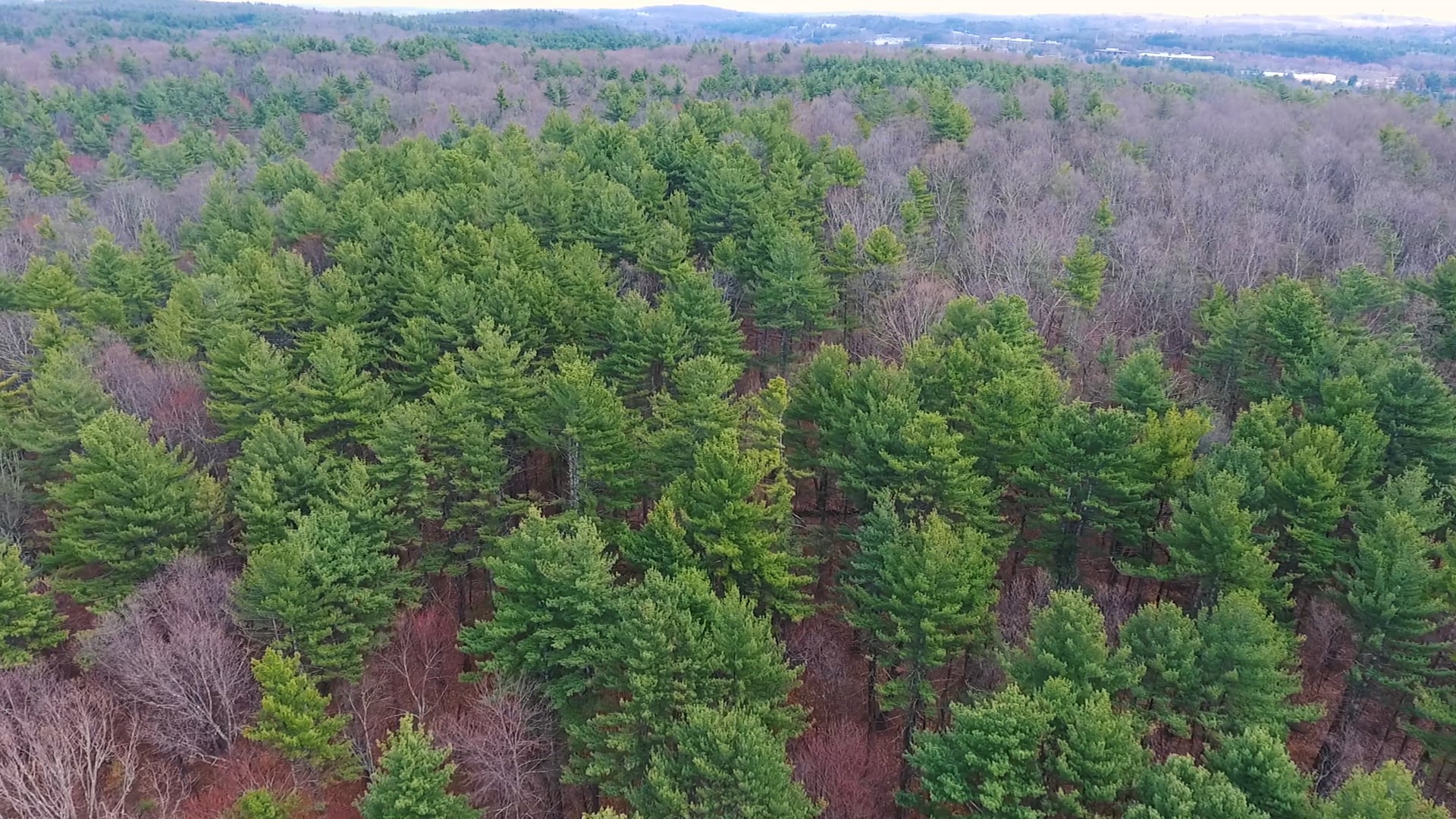 AERIAL: FOREST #2