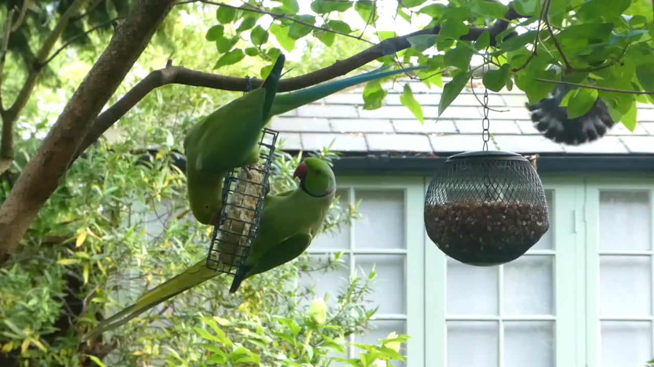 More Parakeet Drama 'ITS BEHIND YOU'! on Vimeo