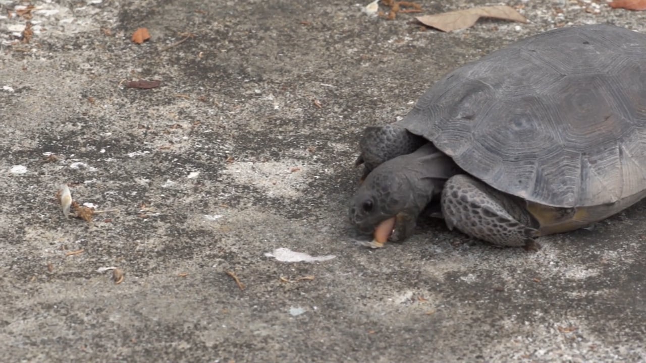 The Tortoise and The Seed