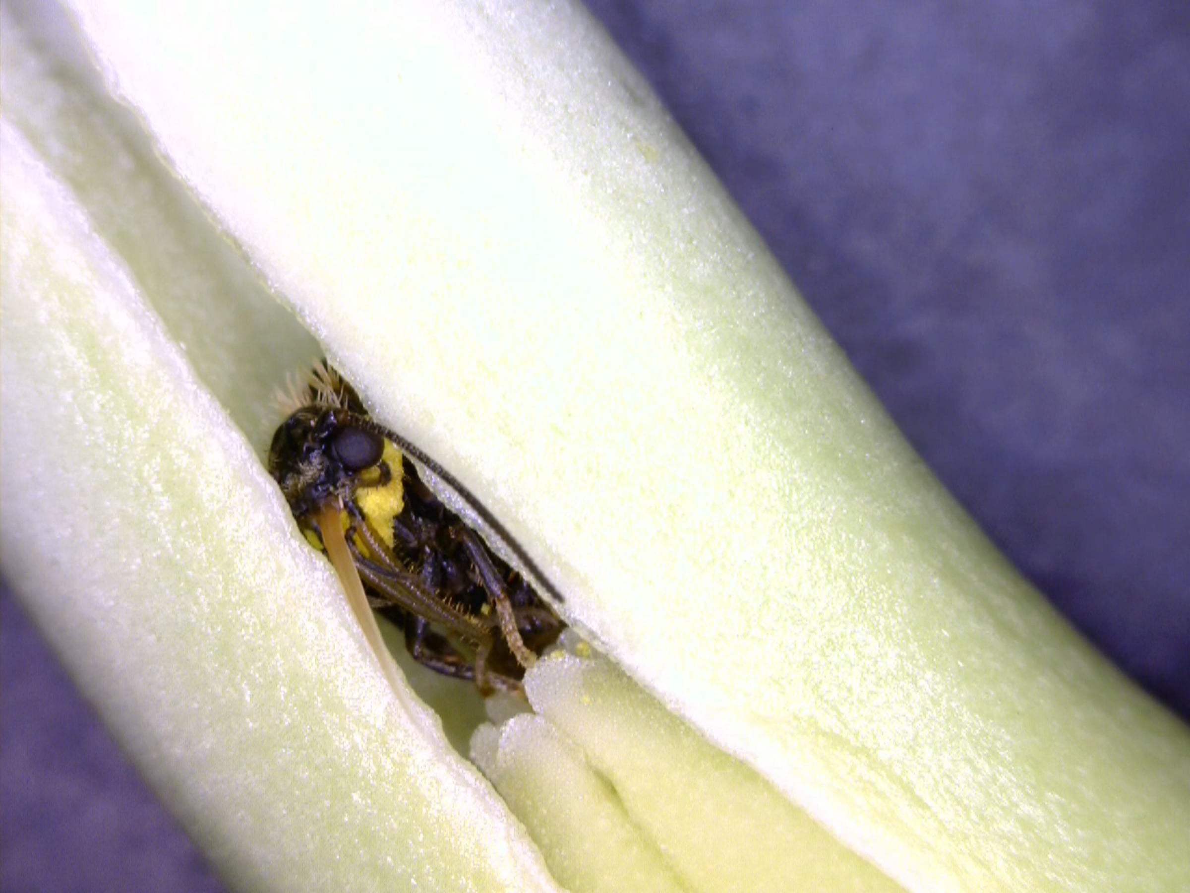 Yucca moth pollination | Videos & Movies on Vimeo